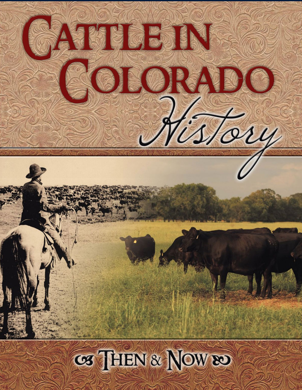Cattle in Colorado History